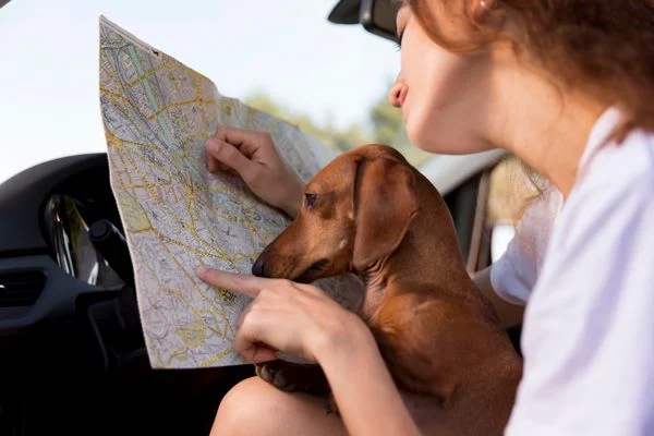 Conselhos Práticos para Viagens com Animais